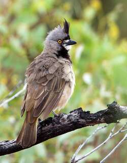 冠钟鹟 / Crested Bellbird / Oreoica gutturalis