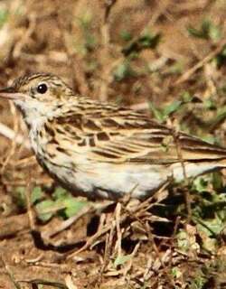 南非鹨 / Bushveld Pipit / Anthus caffer