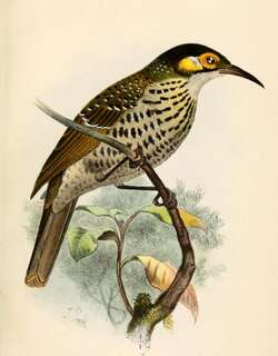 斑吸蜜鸟 / Spotted Honeyeater / Xanthotis polygrammus