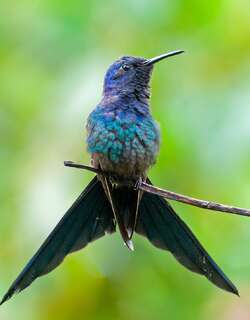 燕尾刀翅蜂鸟 / Swallow-tailed Hummingbird / Eupetomena macroura