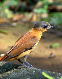 淡色厚嘴霸鹟 / Crested Becard / Pachyramphus validus