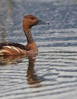 茶色树鸭 / Fulvous Whistling Duck / Dendrocygna bicolor