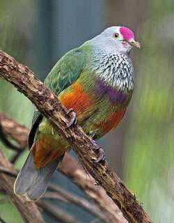 马里岛果鸠 / Mariana Fruit Dove / Ptilinopus roseicapilla