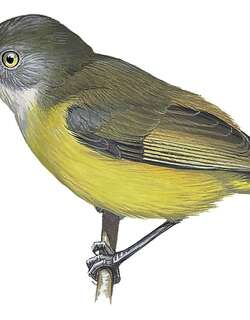 黄长嘴莺 / Yellow Longbill / Macrosphenus flavicans