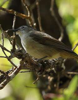 黄纹旋木鹎 / Yellow-streaked Greenbul / Phyllastrephus flavostriatus