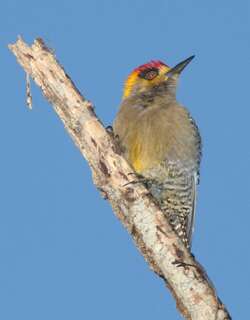 金颊啄木鸟 / Golden-cheeked Woodpecker / Melanerpes chrysogenys