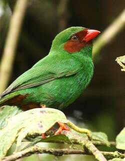 草绿唐纳雀 / Grass-green Tanager / Chlorornis riefferii