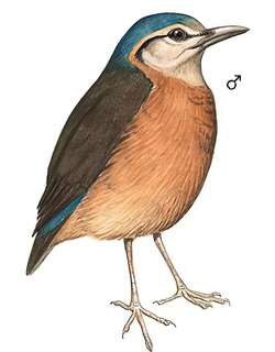 蓝背八色鸫 / Blue-rumped Pitta / Hydrornis soror
