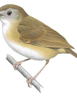 苏门答腊雅鹛 / Sumatran Babbler / Pellorneum buettikoferi