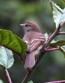 南美纹霸鹟 / Euler’s Flycatcher / Lathrotriccus euleri
