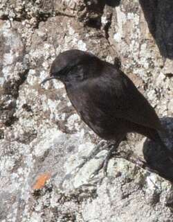 卢氏蚁䳭 / Rüppell’s Black Chat / Myrmecocichla melaena