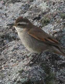 科尔抖尾地雀 / Cordoba Cinclodes / Cinclodes comechingonus