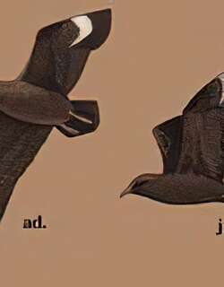 褐贼鸥 / Great Skua