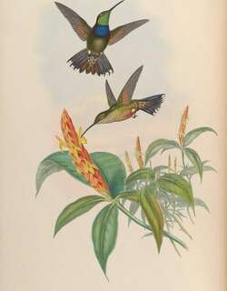 紫罗兰胸蜂鸟 / Violet-chested Hummingbird / Sternoclyta cyanopectus