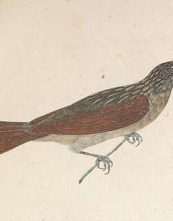 栗翅钩嘴雀 / Chestnut-winged Hookbill / Ancistrops strigilatus