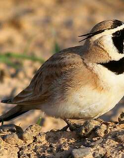 漠角百灵 / Temminck’s Lark / Eremophila bilopha