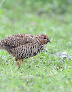 岩林鹑 / Rock Bush Quail / Perdicula argoondah