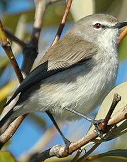 棕胸噪刺莺 / Mangrove Gerygone / Gerygone levigaster
