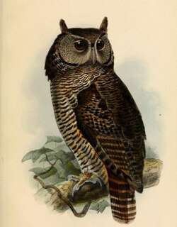 横斑雕鸮 / Shelley’s Eagle-Owl / Bubo shelleyi