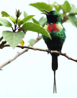 丽色花蜜鸟 / Beautiful Sunbird / Cinnyris pulchellus