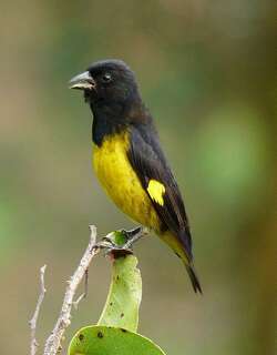 黄腹金翅雀 / Yellow-bellied Siskin / Spinus xanthogastrus