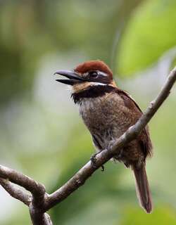 栗顶蓬头䴕 / Chestnut-capped Puffbird / Bucco macrodactylus