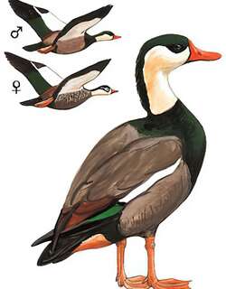 冠麻鸭 / Crested Shelduck / Tadorna cristata