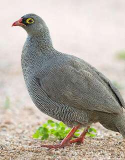 红嘴鹧鸪 / Red-billed Spurfowl / Pternistis adspersus
