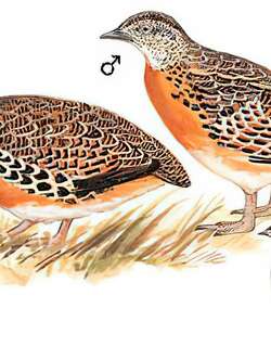 林三趾鹑 / Common Buttonquail / Turnix sylvaticus