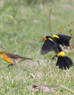 橙头黑鹂 / Saffron-cowled Blackbird / Xanthopsar flavus