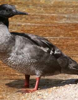 褐秋沙鸭 / Brazilian Merganser / Mergus octosetaceus