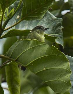 厄瓜多尔姬霸鹟 / Ecuadorian Tyrannulet / Phylloscartes gualaquizae
