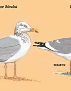 织女银鸥 / Vega Gull