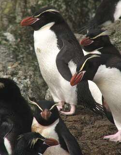 斯岛黄眉企鹅 / Snares Penguin / Eudyptes robustus