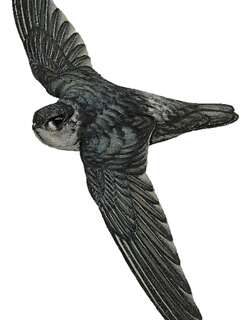 摩鹿加金丝燕 / Halmahera Swiftlet / Aerodramus infuscatus