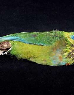 萨氏果鹦鹉 / Salvadori’s Fig Parrot / Psittaculirostris salvadorii