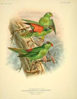 威氏鹦鹉 / Pygmy Lorikeet / Charmosyna wilhelminae
