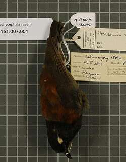 栗背啸鹟 / Maroon-backed Whistler / Coracornis raveni