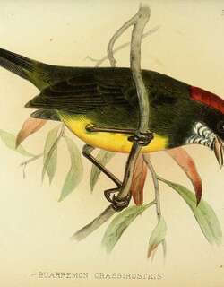 乌脸雀 / Sooty-faced Finch / Arremon crassirostris
