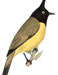 黑冠黄鹎 / Black-crested Bulbul / Rubigula flaviventris