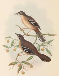巴布亚薮鸲 / Papuan Scrub Robin / Drymodes beccarii