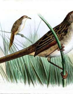巴布亚大尾莺 / Papuan Grassbird / Cincloramphus macrurus