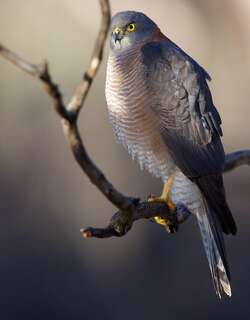 领雀鹰 / Collared Sparrowhawk / Accipiter cirrocephalus