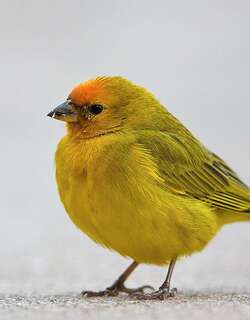 橙额黄雀鹀 / Orange-fronted Yellow Finch / Sicalis columbiana