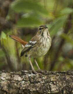 褐背薮鸲 / Brown-backed Scrub Robin / Cercotrichas hartlaubi