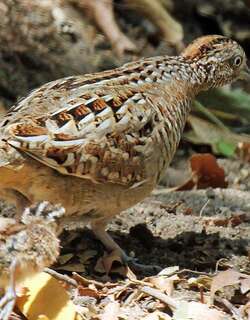 马岛三趾鹑 / Madagascan Buttonquail / Turnix nigricollis