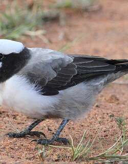 白顶林鵙 / Southern White-crowned Shrike / Eurocephalus anguitimens
