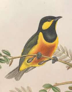 拟雀啄果鸟 / Tit Berrypecker / Oreocharis arfaki