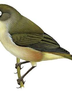 安诺绣眼鸟 / Annobon White-eye / Zosterops griseovirescens