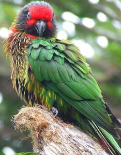 黄纹绿鹦鹉 / Yellowish-streaked Lory / Chalcopsitta scintillata